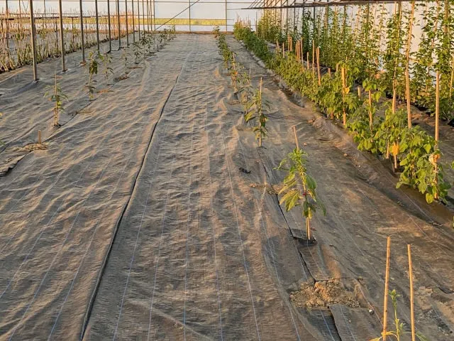 Morilu-Greenhoue-Ground-Cover-menu-img-front