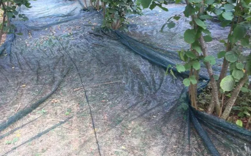 40-lik-findik-toplama-filesi-findik-toplama-ortusu-yesil-2864