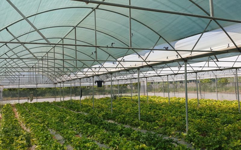Morilu-75%-Green-Greenhouse_Shading_Net (24)