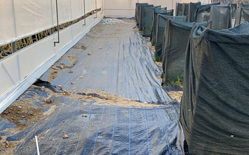 Morilu-Weed_Barrier_Fabric-Greenhouse_Ground_Cover-(11)