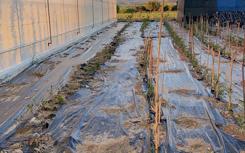 Morilu-Weed_Barrier_Fabric-Greenhouse_Ground_Cover-(14)